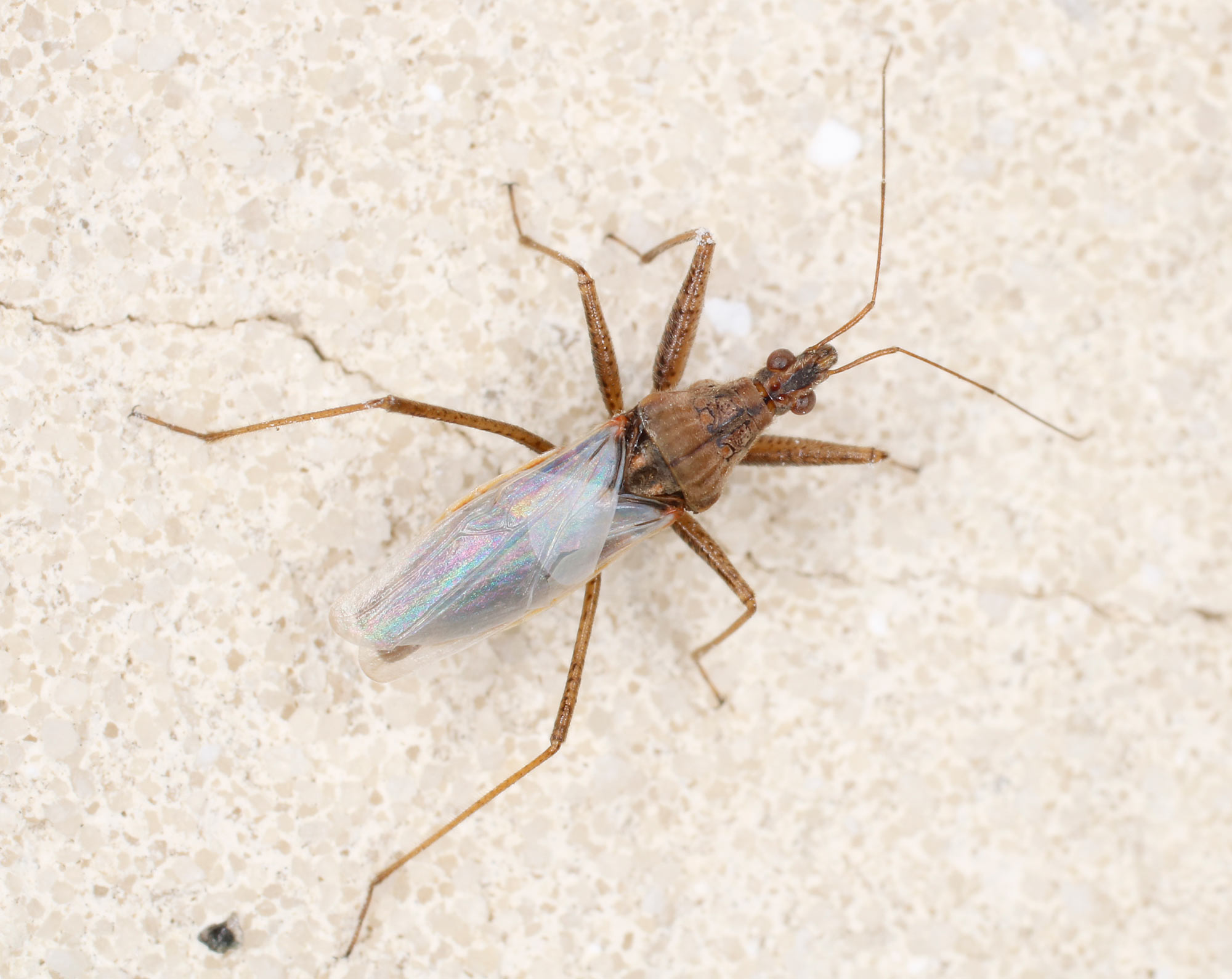 Nabidae: cfr. Nabis sp.